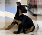 Small #6 German Shepherd Dog Mix