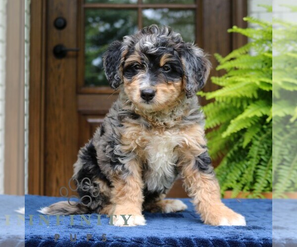 Medium Photo #4 Bernedoodle (Miniature) Puppy For Sale in NARVON, PA, USA