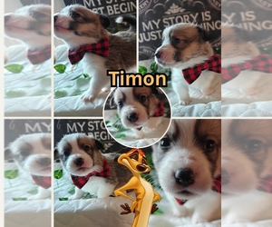 Medium Pembroke Welsh Corgi