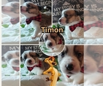 Puppy Puppy 2 Pembroke Welsh Corgi