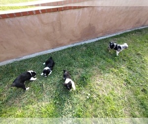 Miniature Australian Shepherd Puppy for Sale in LA MIRADA, California USA