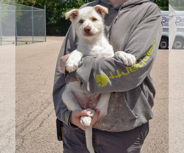 Medium Photo #3 Great Pyrenees-Unknown Mix Puppy For Sale in Huntley, IL, USA
