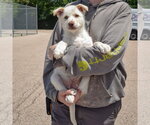Small #2 Great Pyrenees Mix