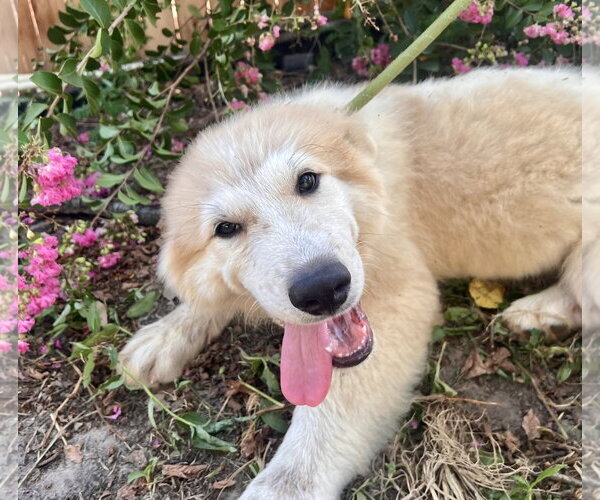 Medium Photo #4 Great Pyrenees Puppy For Sale in Spring, TX, USA