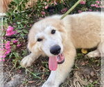 Small #3 Great Pyrenees