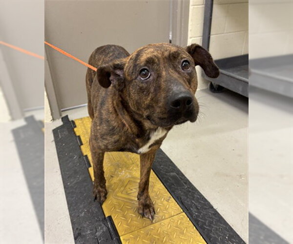 Medium Photo #1 Plott Hound-Unknown Mix Puppy For Sale in Sanford, FL, USA