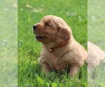 Small Photo #7 Golden Retriever Puppy For Sale in LOYAL, WI, USA
