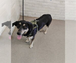 German Shepherd Dog Dogs for adoption in San Bernardino, CA, USA