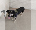 LOLA - Female German Shepherd Dog Dog for Adoption - Small photo