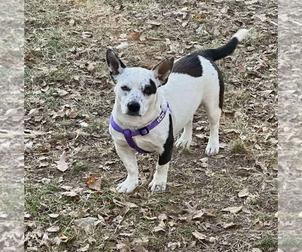 Medium Photo #1 Staffordshire Bull Terrier-Unknown Mix Puppy For Sale in Des Moines, IA, USA
