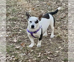 Staffordshire Bull Terrier-Unknown Mix Dogs for adoption in Des Moines, IA, USA