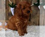 Small Photo #1 Goldendoodle (Miniature) Puppy For Sale in MERRITT ISLAND, FL, USA