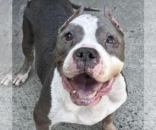 Medium Photo #1 American Staffordshire Terrier Puppy For Sale in Cranford, NJ, USA