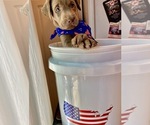 Small Photo #24 Labrador Retriever Puppy For Sale in ALEXANDRIA, VA, USA