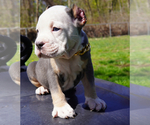 Small #8 American Bully
