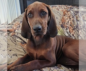 Redbone Coonhound Puppy for sale in DENVER, PA, USA