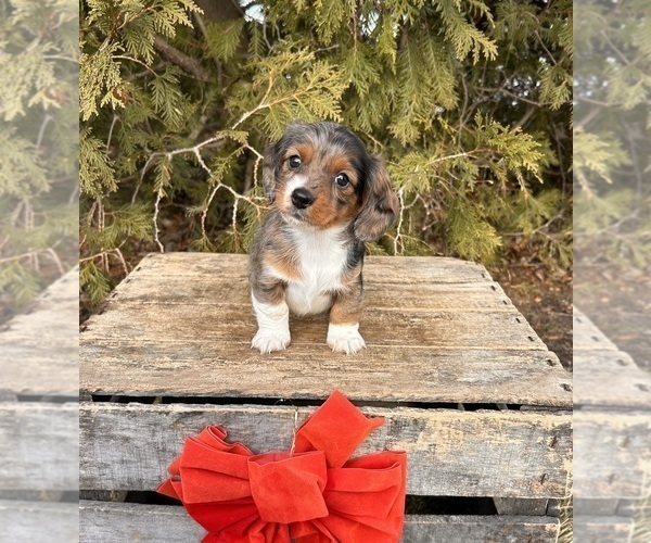 Medium Photo #5 Dachshund Puppy For Sale in MIDDLEBURY, IN, USA