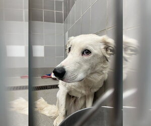 Border Collie-Unknown Mix Dogs for adoption in Las Vegas, NV, USA