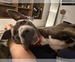 Small #1 Blue Lacy Mix