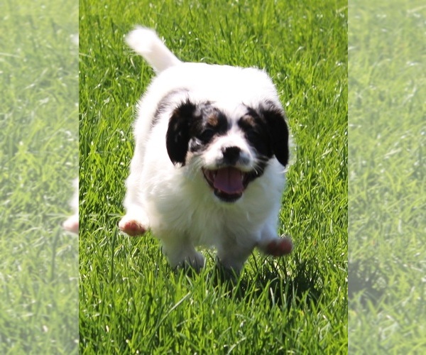 Medium Photo #7 Cava-lon Puppy For Sale in FLINT, MI, USA