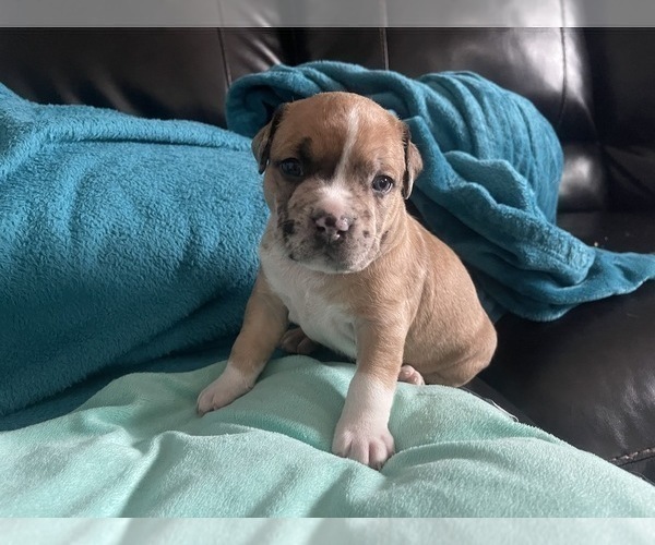 Medium Photo #167 American Bully Puppy For Sale in REESEVILLE, WI, USA