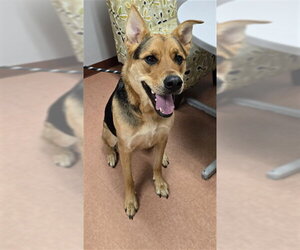German Shepherd Dog Dogs for adoption in Center Township, PA, USA