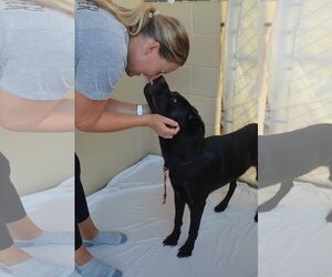 Labrador Retriever-Unknown Mix Dogs for adoption in McKinney, TX, USA