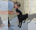 Small Labrador Retriever Mix