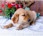 Small Photo #21 Golden Retriever Puppy For Sale in WAKARUSA, IN, USA