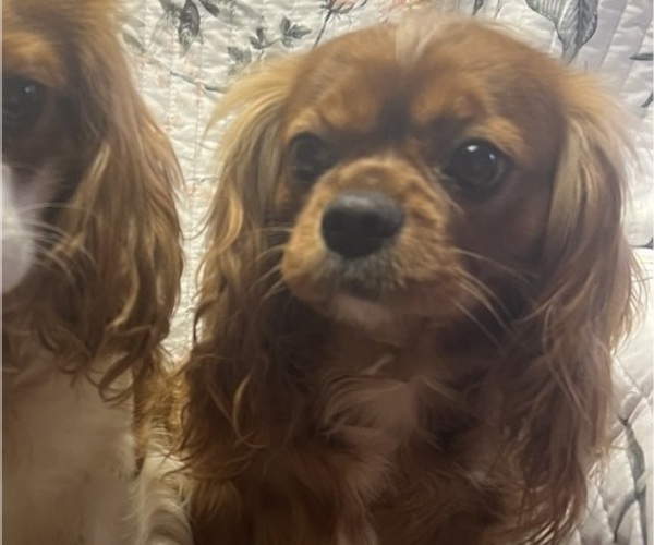 Medium Photo #1 Cavalier King Charles Spaniel Puppy For Sale in ELDRED, PA, USA