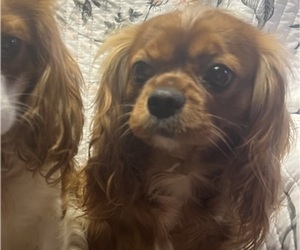 Mother of the Cavalier King Charles Spaniel puppies born on 01/11/2026