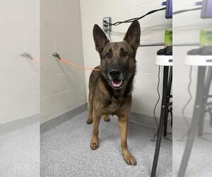 German Shepherd Dog Dogs for adoption in Pasadena, TX, USA