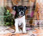 Small Photo #2 Boston Terrier Puppy For Sale in WAKARUSA, IN, USA