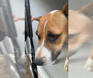 Shepradors Dogs for adoption in Houston, TX, USA