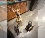 Small #16 German Shepherd Dog