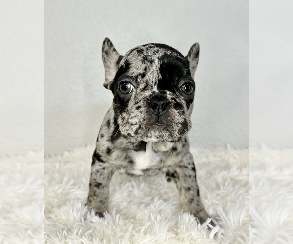 Full screen Photo #4 French Bulldog Puppy For Sale in ROUND ROCK, TX, USA