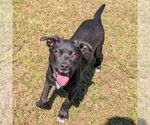 Small #2 Labrador Retriever Mix