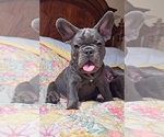 Small #2 French Bulldog