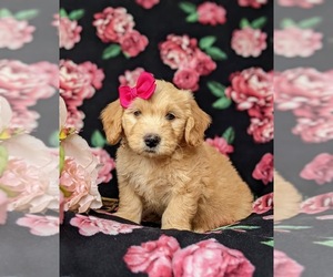 Goldendoodle (Miniature) Puppy for sale in QUARRYVILLE, PA, USA