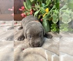 Small #11 Labrador Retriever
