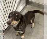 MALLIE - Female Dachshund-Siberian Husky Mix Dog for Adoption - Small photo