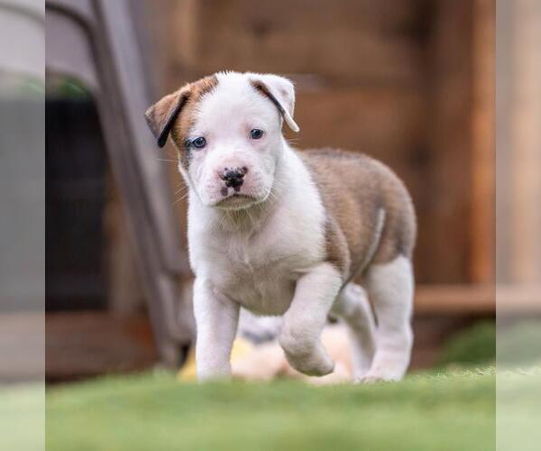 Medium Photo #2 Boxer-Unknown Mix Puppy For Sale in San Diego, CA, USA