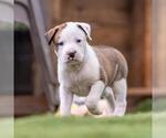 Small #1 Boxer Mix