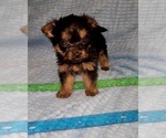 Small Photo #286 Yorkshire Terrier Puppy For Sale in AKRON, OH, USA