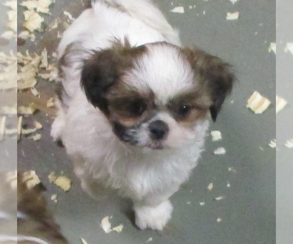 Medium Photo #21 Shih Tzu Puppy For Sale in CARROLLTON, GA, USA