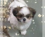 Small Photo #21 Shih Tzu Puppy For Sale in CARROLLTON, GA, USA