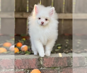 Pomeranian Puppy for sale in STKN, CA, USA