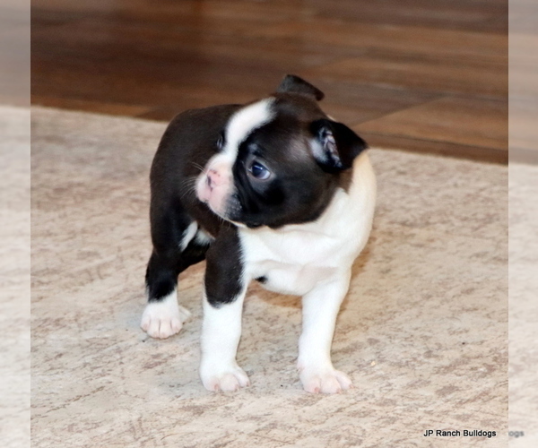 Medium Photo #5 Boston Terrier Puppy For Sale in WINNSBORO, TX, USA