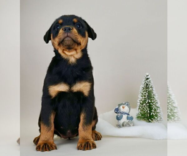 Medium Photo #11 Rottweiler Puppy For Sale in NAPPANEE, IN, USA