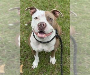 Mutt Dogs for adoption in Fort Lauderdale, FL, USA